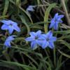 Ipheion uniflorum 'Rolf Fiedler' plant