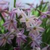 Ipheion uniflorum 'Tessa' plant