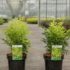 Nandina domestica Magical LEMON LIME - Kaufen Sie Pflanzen bei Coolplants