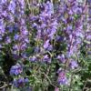 nepeta-cats-pajamas Nepeta 'Cat's Pajamas' plant