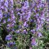 Nepeta 'Cat's Pajamas' plant