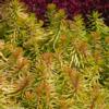 sedum-angelina Sedum 'Angelina' plant