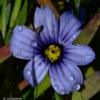 Sisyrinchium 'Devon Skies' plant