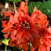 Tropaeolum majus 'Hermine Grashoff' plant