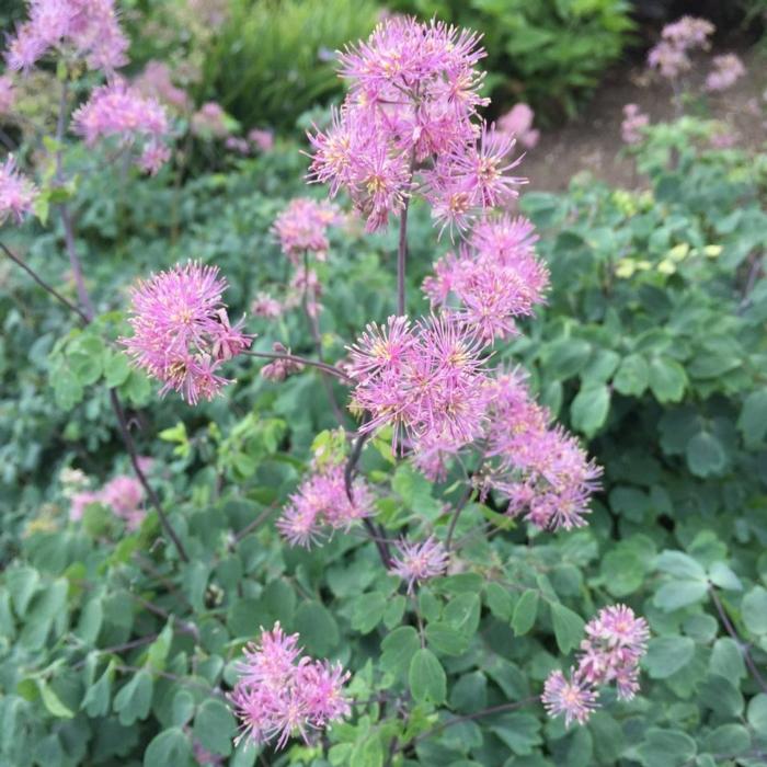 Thalictrum aquilegifolium 'Thundercloud' plant