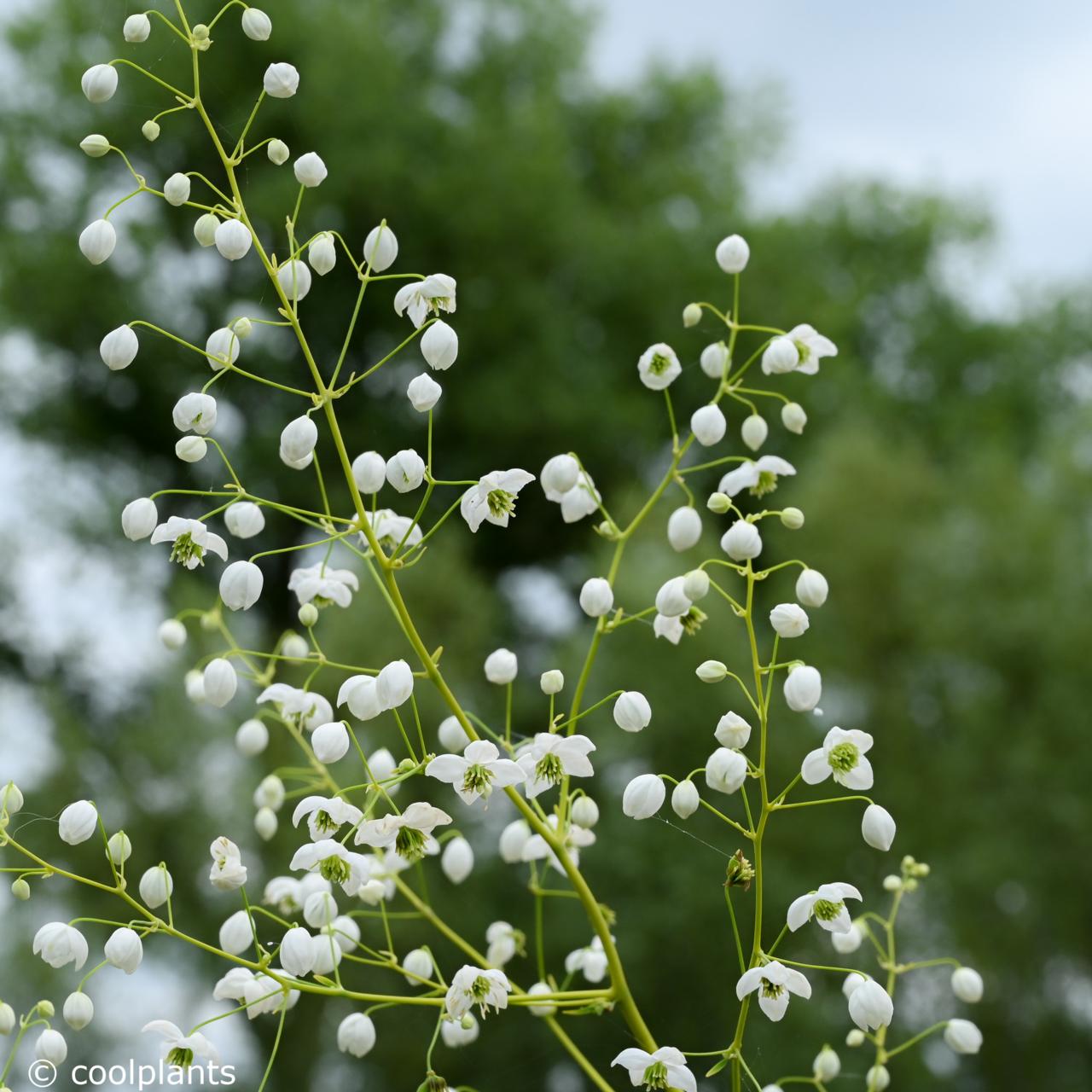 Thalictrum delavayi 'Splendide White' plant