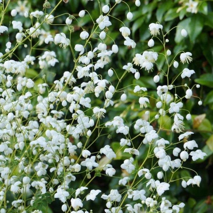 Thalictrum delavayi 'Splendide White' plant