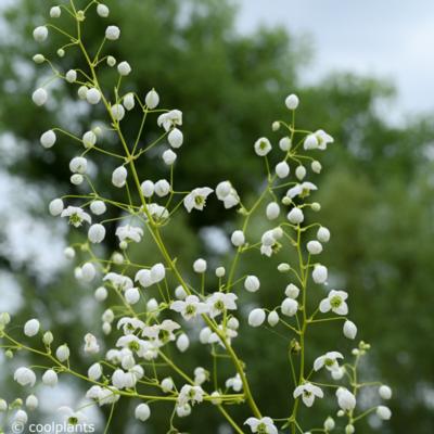 thalictrum-delavayi-splendide-white