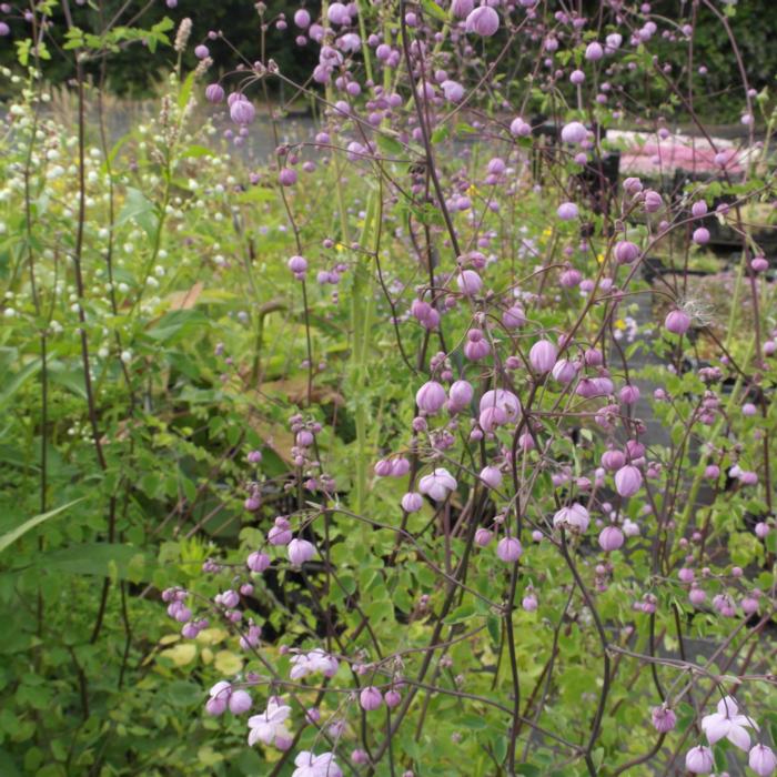 Thalictrum delavayi 'Splendide' plant