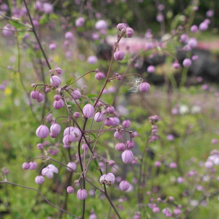 Thalictrum delavayi 'Splendide' plant