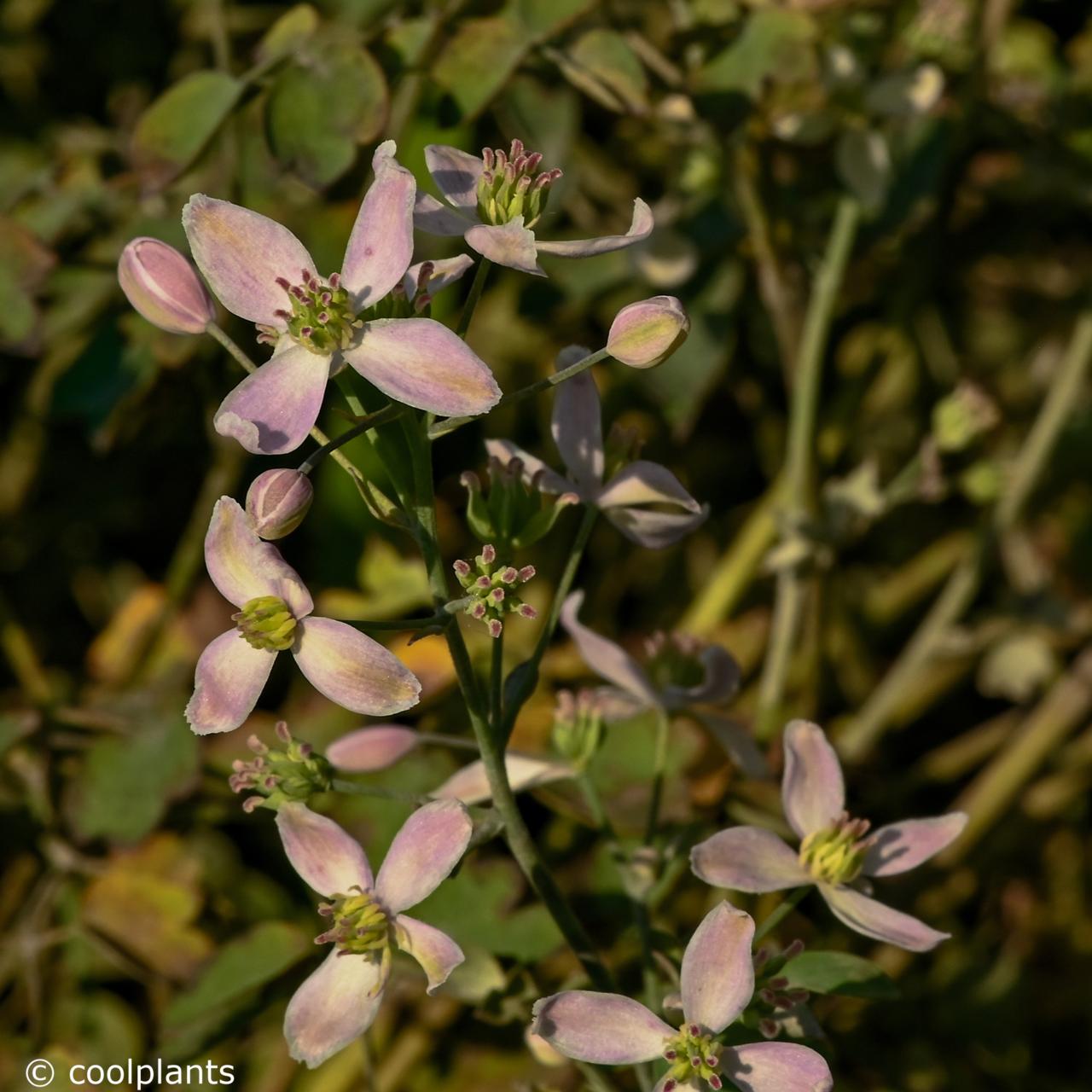 Thalictrum 'Fairy Wings' plant