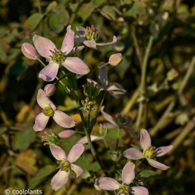 thalictrum-fairy-wings