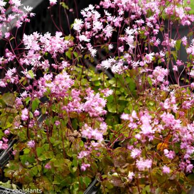 thalictrum-kiusianum