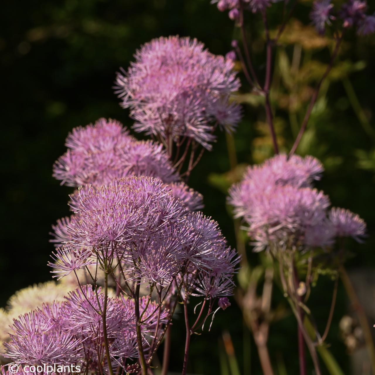 Thalictrum 'Nimbus Pink' plant