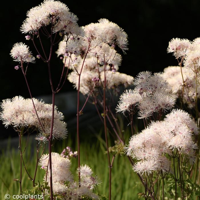 Thalictrum 'Nimbus White' plant