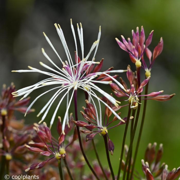 Thalictrum 'Nimbus White' plant