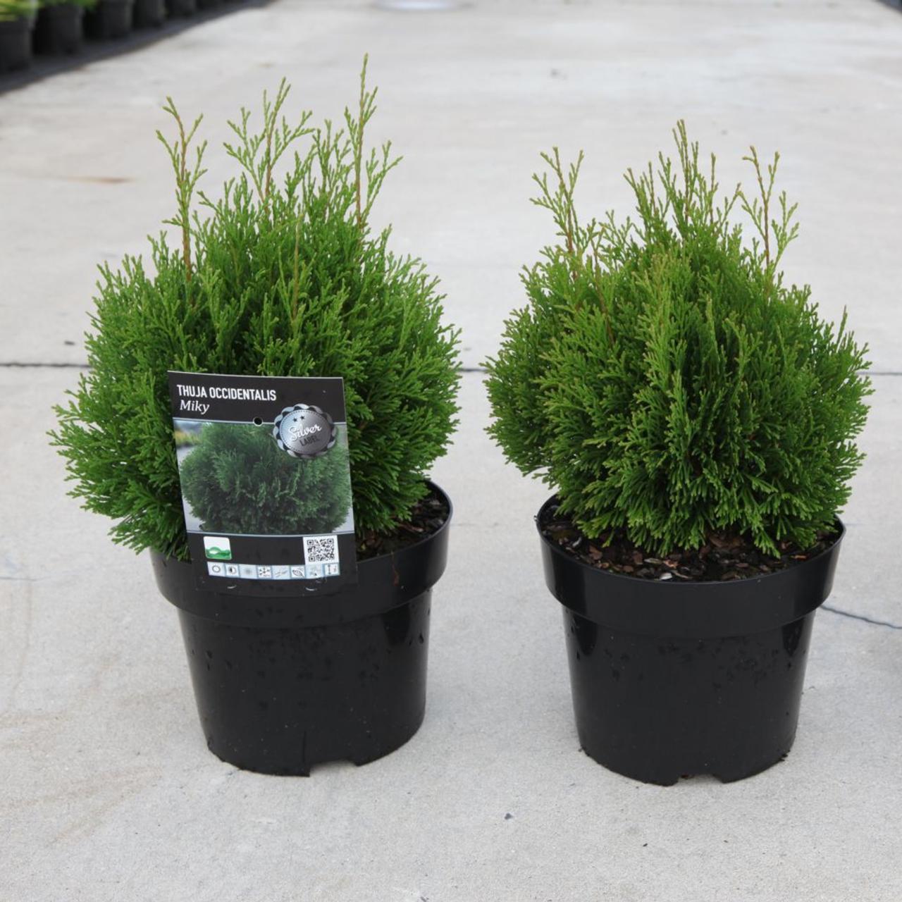 Thuja occ. 'Golden Globe' plant