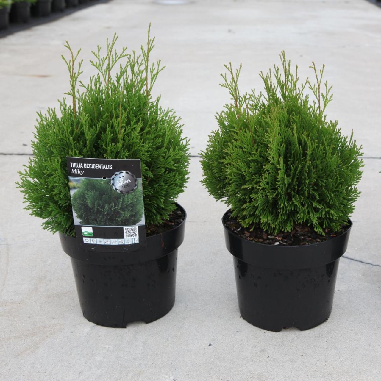 Thuja occ. 'Miky' plant