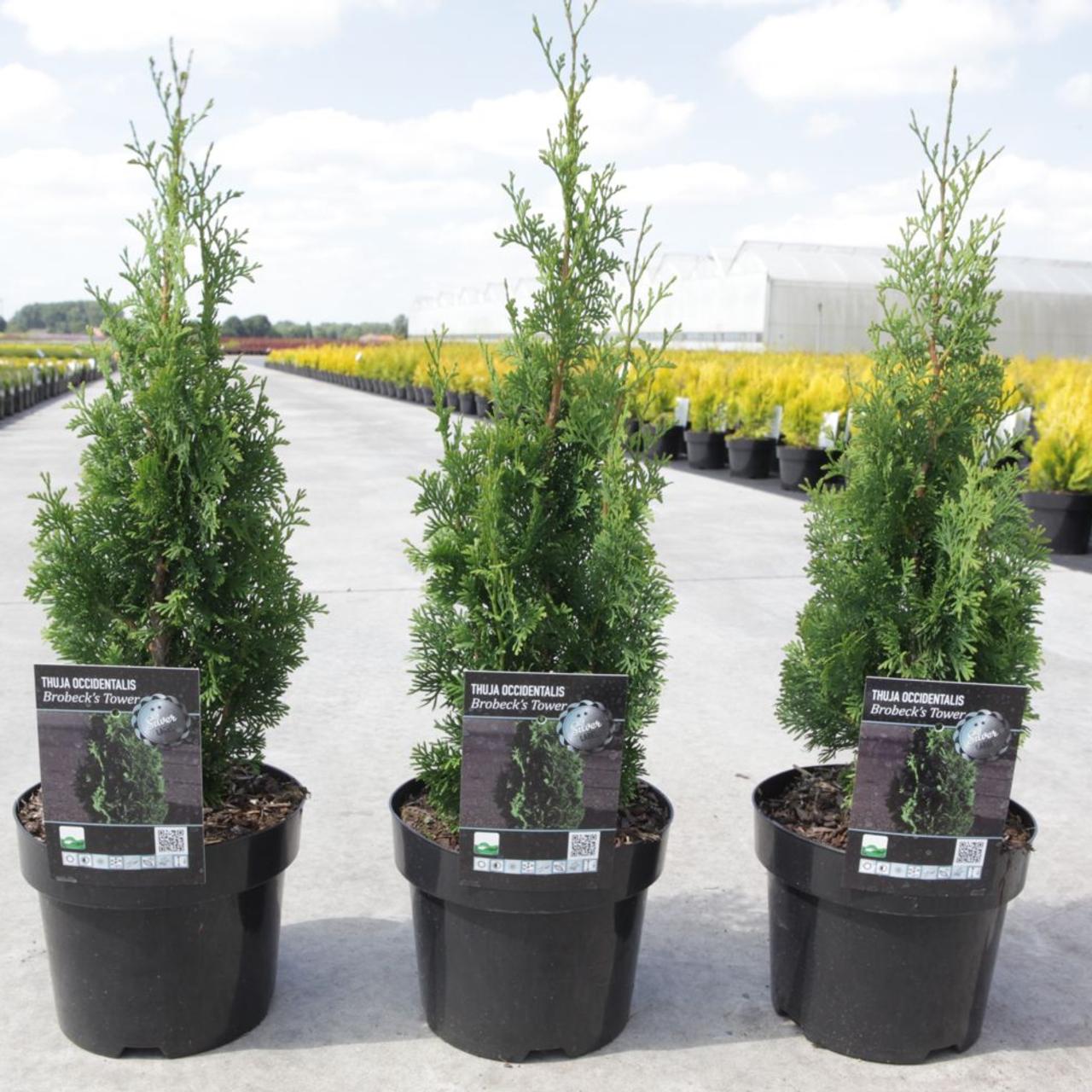 Thuja occidentalis 'Brobecks Tower' plant