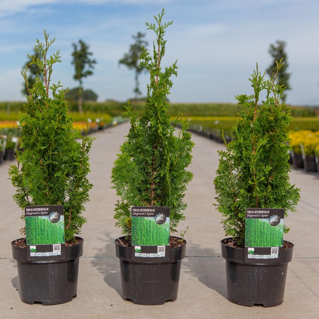 Thuja occidentalis 'Degroot's Spire' plant