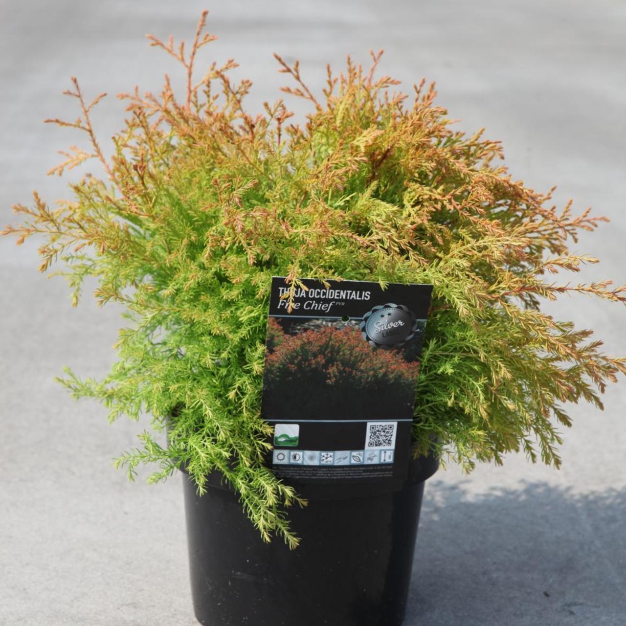 Thuja occidentalis 'Fire Chief' plant