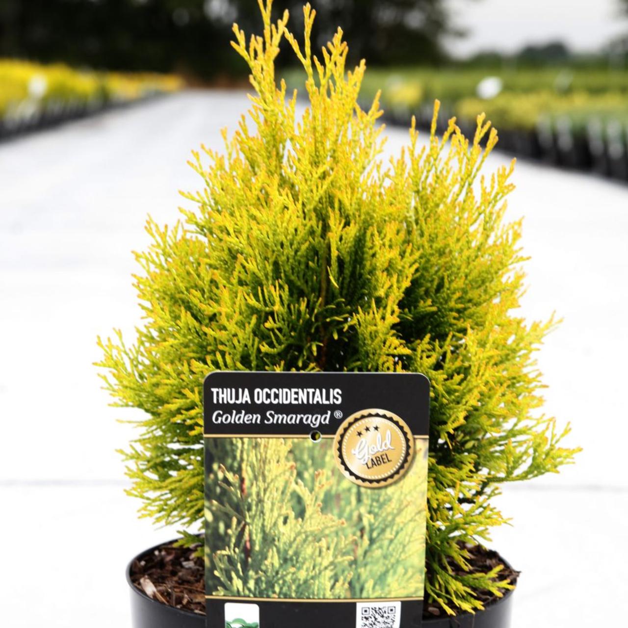 Thuja occidentalis 'Golden Smaragd' plant