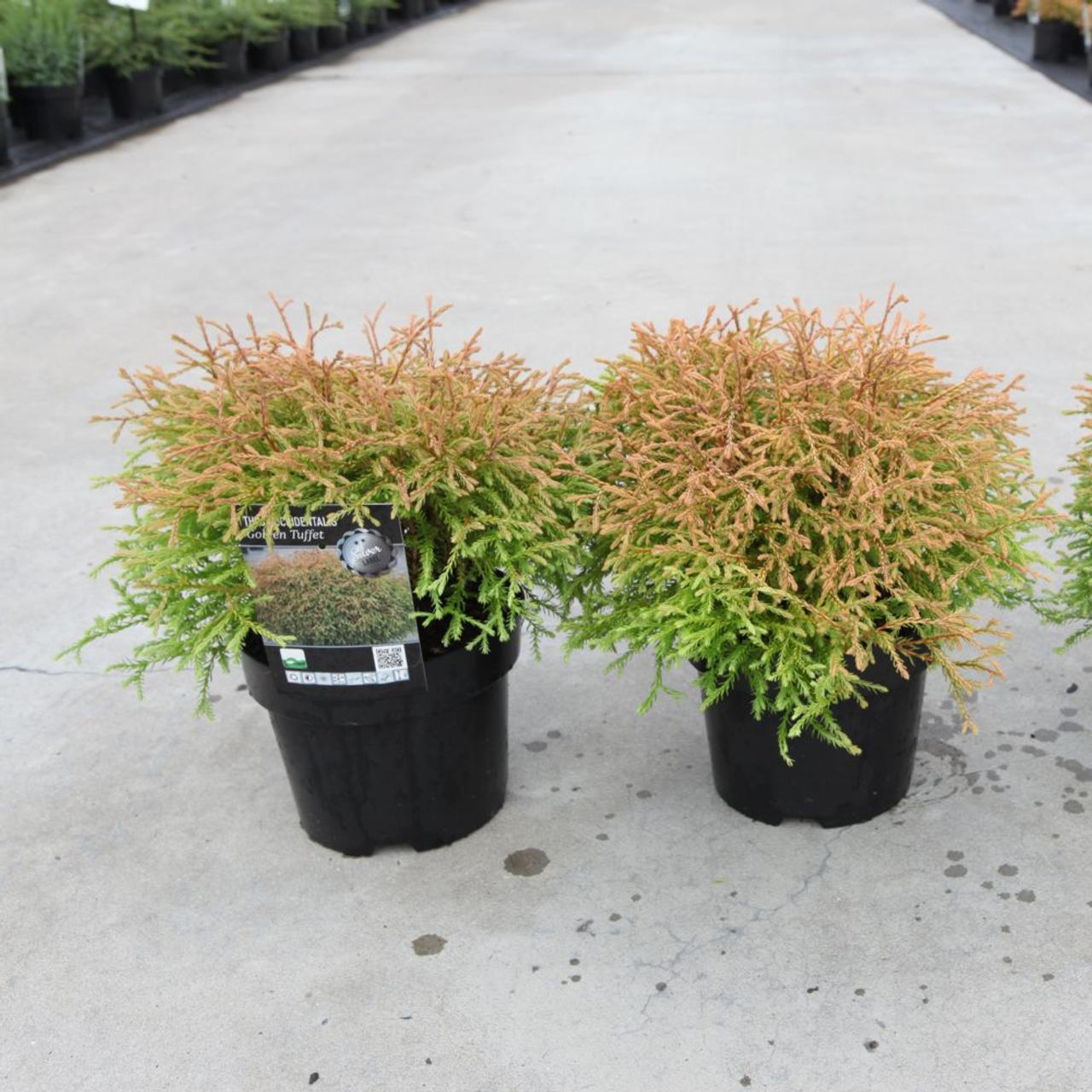 Thuja occidentalis Golden Tuffet - buy plants at Coolplants
