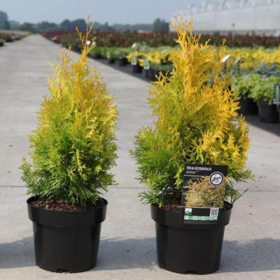 thuja-occidentalis-jantar