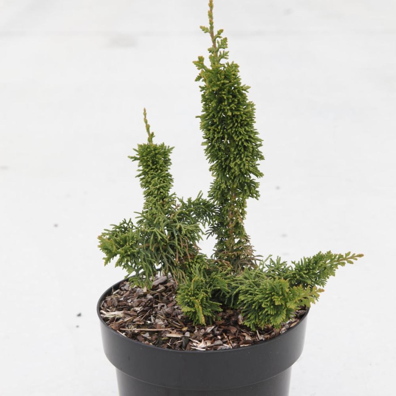 Thuja occidentalis 'Malonyana Holub' plant