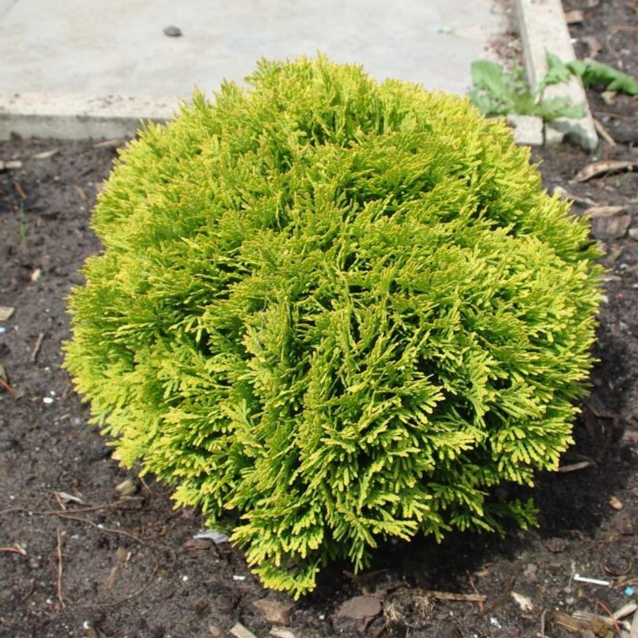 Thuja occidentalis 'Mirjam' plant