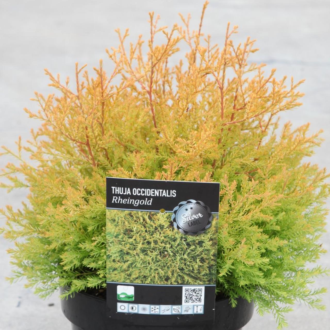 Thuja occidentalis 'Rheingold' plant