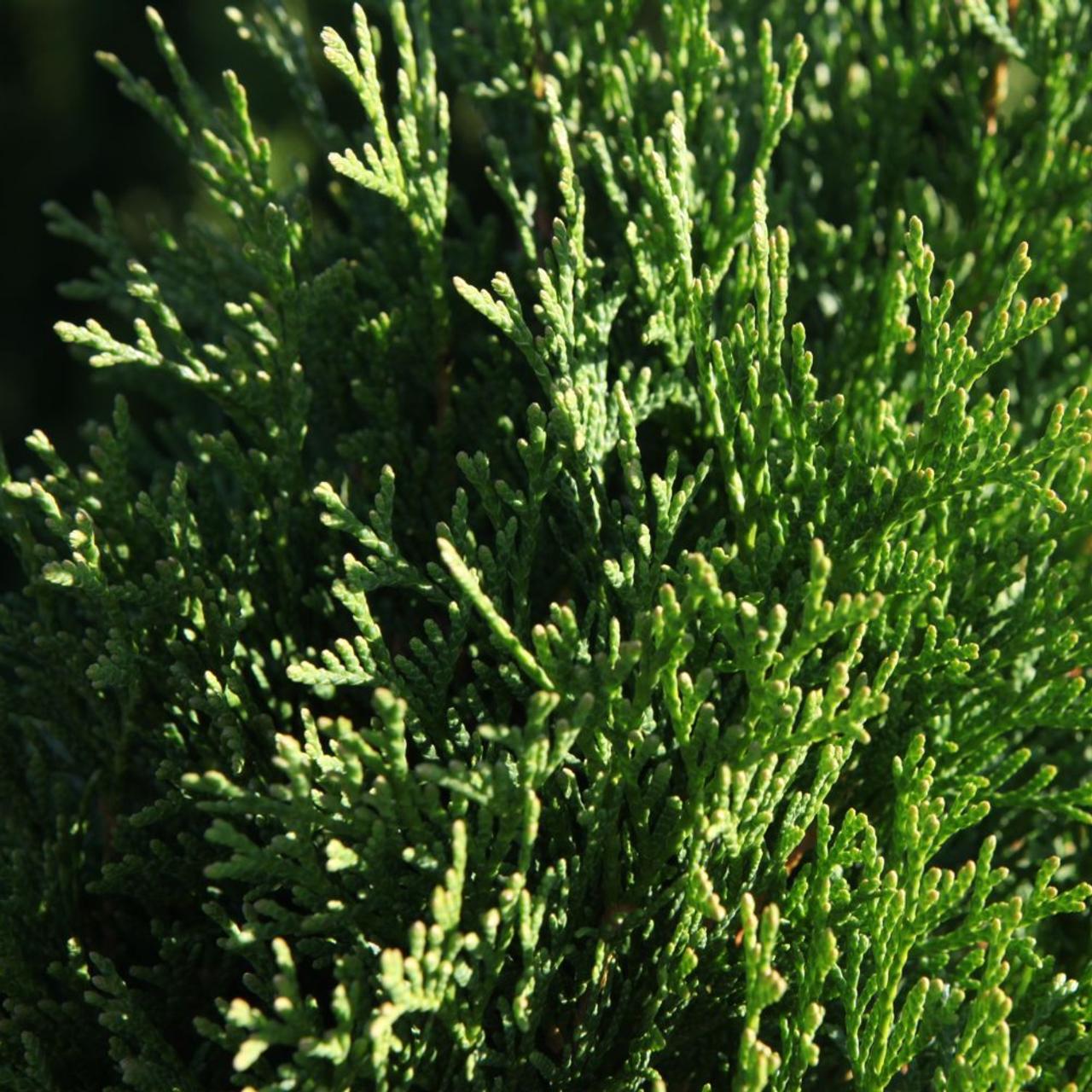 Thuja occidentalis 'Smaragd' plant