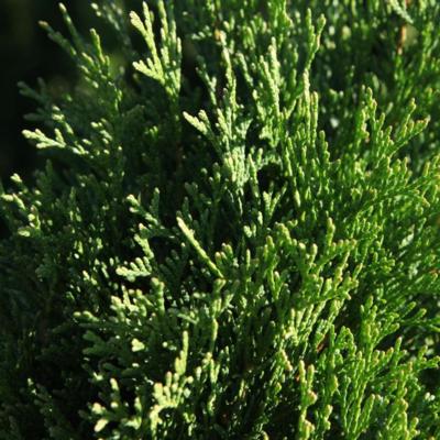 thuja-occidentalis-smaragd