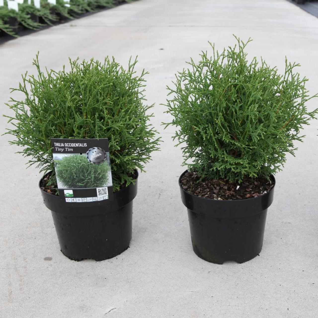 Angreb sej mønt Thuja occidentalis 'Tiny Tim' - buy plants at Coolplants