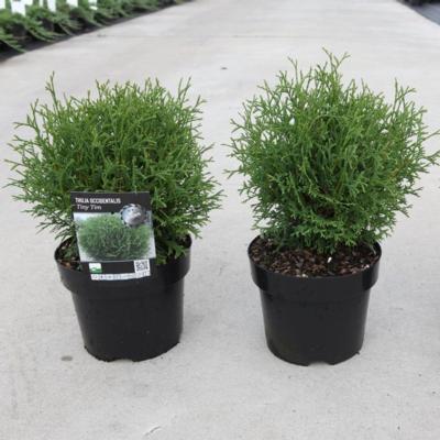 thuja-occidentalis-tiny-tim