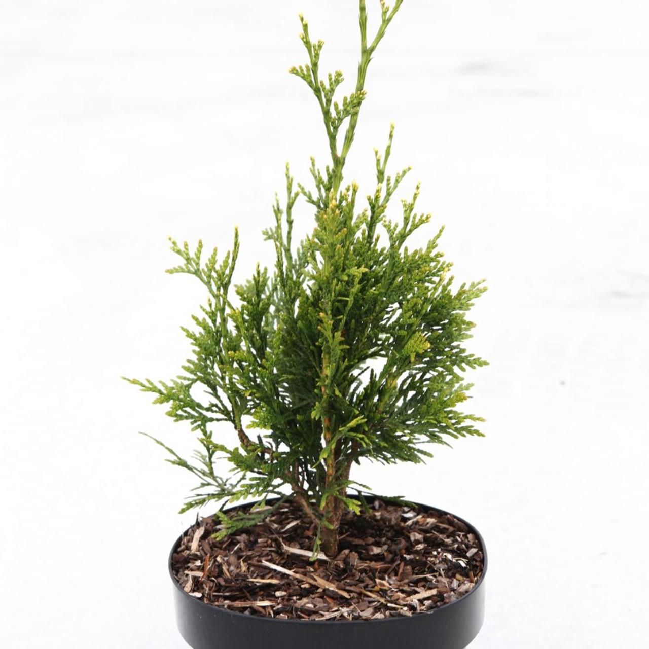 Thuja plicata 'Can-Can' plant