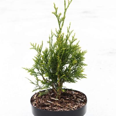 thuja-plicata-cancan