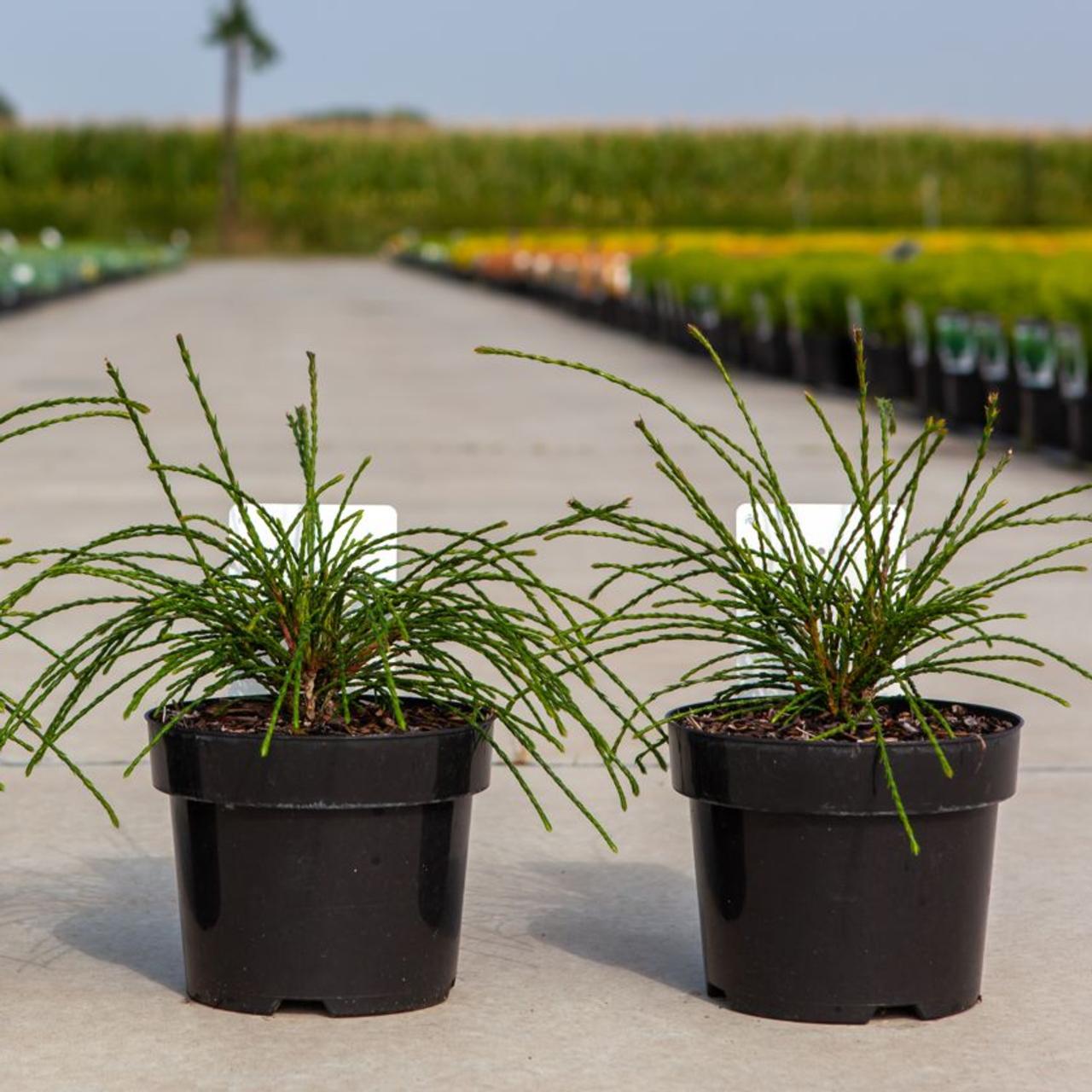 Thuja plicata 'Whipcord' plant