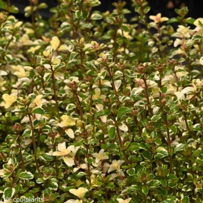 thymus-pulegioides-foxley