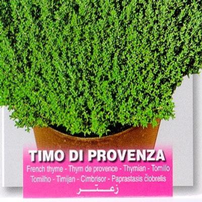 thymus-vulgaris-timo-di-provenza