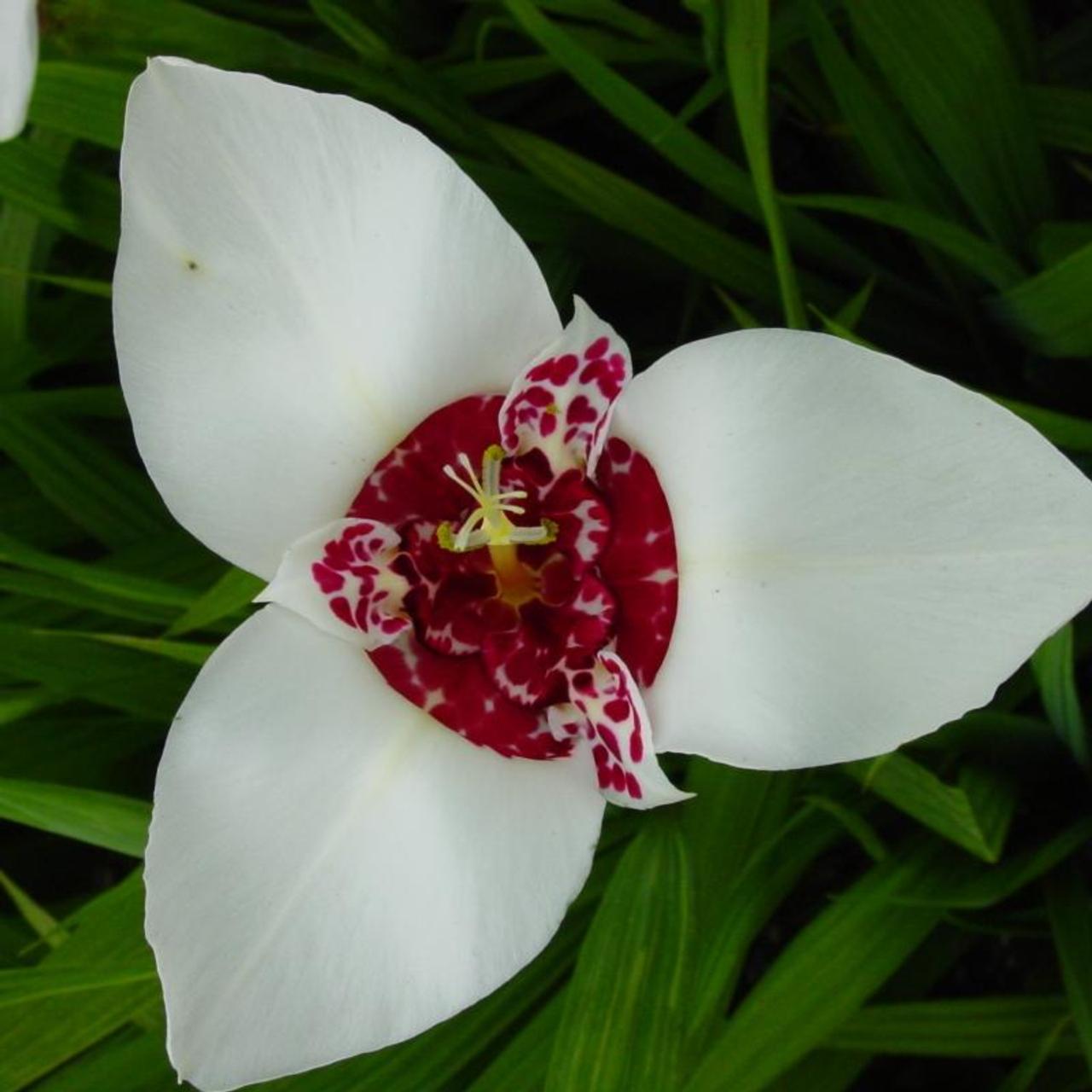 Tigridia pavonia 'Alba Grandiflora' plant