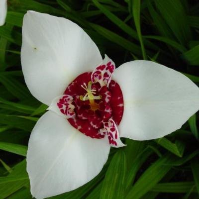 tigridia-pavonia-alba-grandiflora