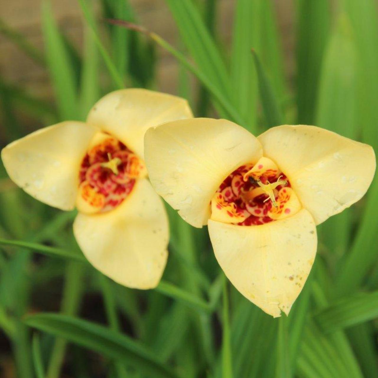 tigridia-pavonia-canariensis Tigridia pavonia 'Canariensis' plant