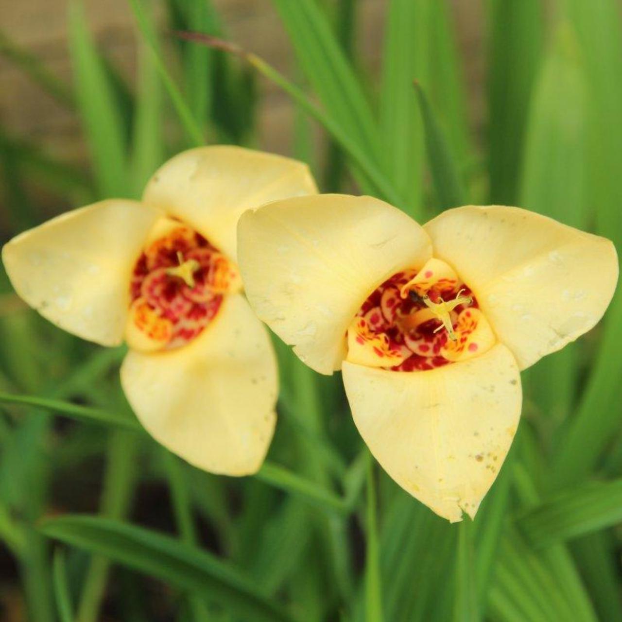 Tigridia pavonia 'Canariensis' plant