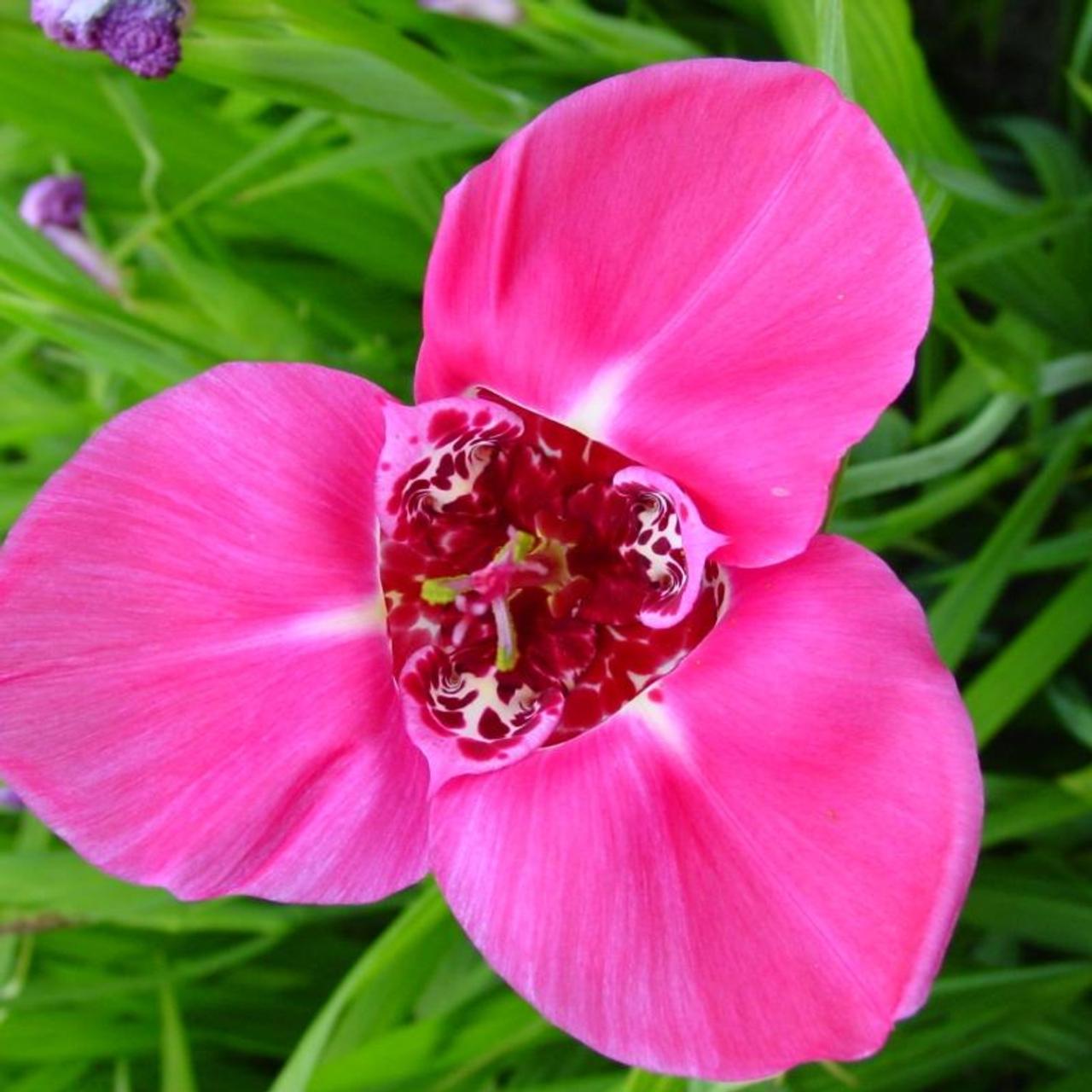 Tigridia pavonia 'Lilacea' plant