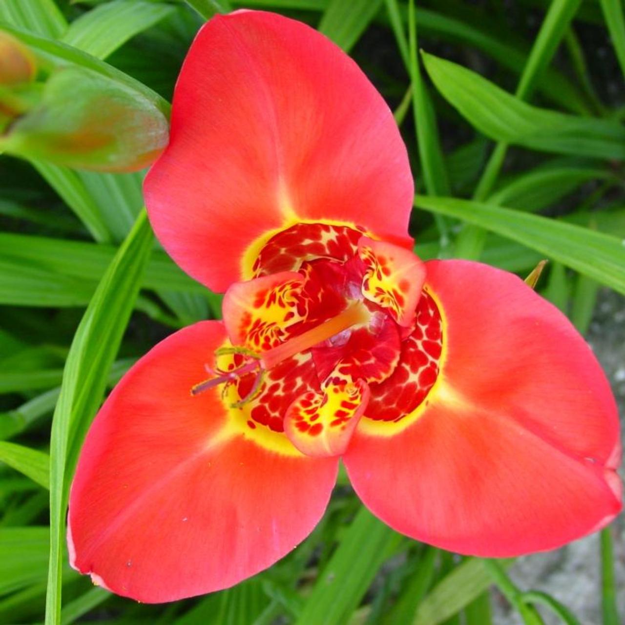 Tigridia pavonia 'Speciosa' plant