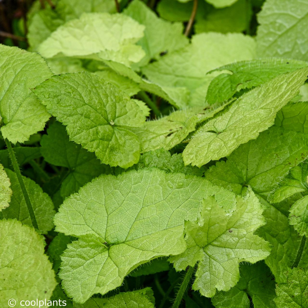 Tolmiea menziesii 'Cool Gold' plant