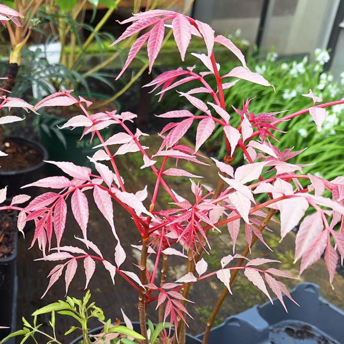 Toona sinensis 'Flamingo' plant