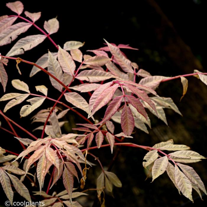 Toona sinensis 'Flamingo' plant