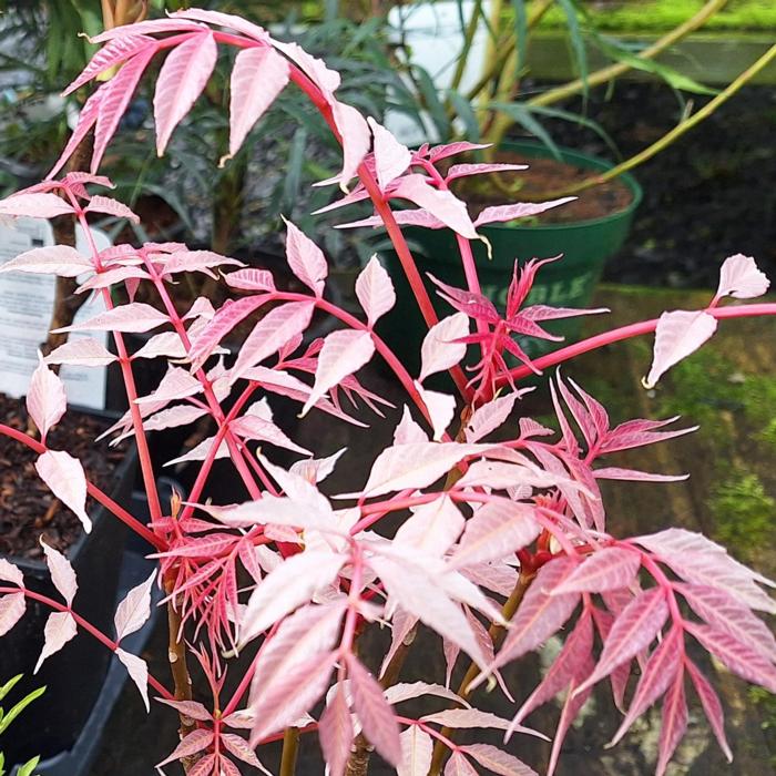 Toona sinensis 'Flamingo' plant